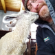 Illustration for article titled First house lamb of the year...